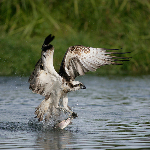 The Trossachs Osprey Hide 