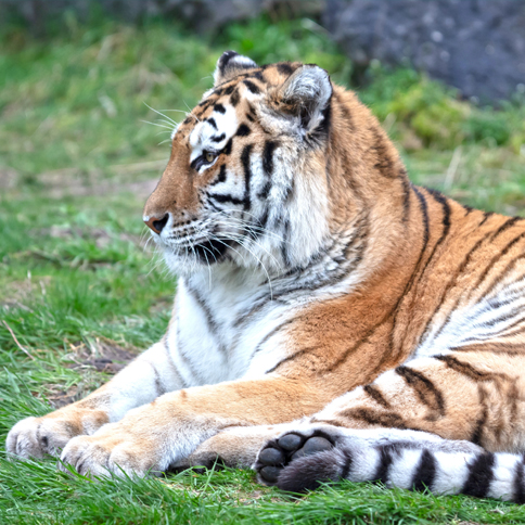 Blair Drummond Safari Park 